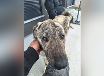 Hund Rüde Tierschutz Bundesweite Vermittlung