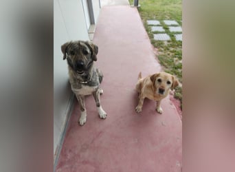 Hund Rüde Tierschutz Bundesweite Vermittlung