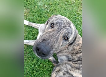 Hund Rüde Tierschutz Bundesweite Vermittlung