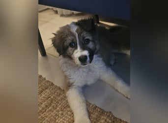 Hund Rüde Welpe Tierschutz Bundesweite Vermittlung