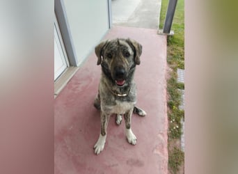 Hund Rüde Tierschutz Bundesweite Vermittlung