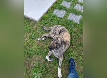 Hund Rüde Tierschutz Bundesweite Vermittlung