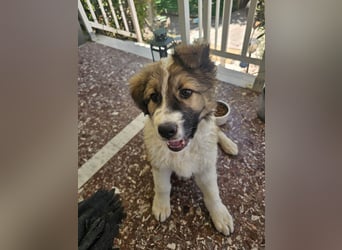 Hund Rüde Welpe Tierschutz Bundesweite Vermittlung