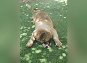 Hund Rüde Welpe Tierschutz Bundesweite Vermittlung