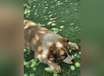 Hund Rüde Welpe Tierschutz Bundesweite Vermittlung