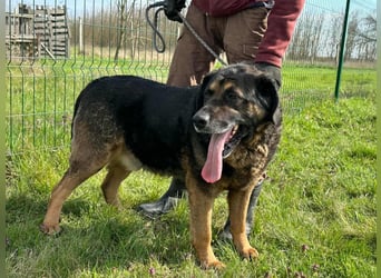 Milka, geboren 01.08.2017, 65cm sucht sicheres Körbchen