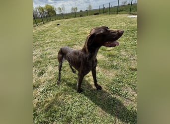 Mendi, geb. 06.2022 sucht ihre liebevollen Menschen