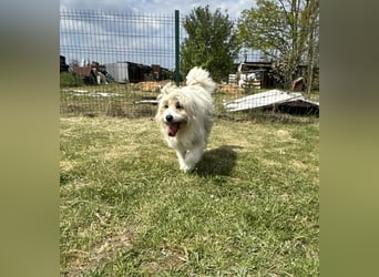 Zelda, geb. 06.2022, 62cm sucht ihre Menschen