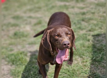 Csoki, geboren 01.08.2022, 61cm sucht sein Körbchen