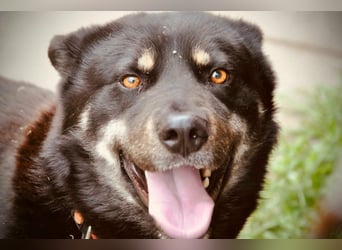 Kimi, geb. 01.2025, 64cm sucht seine Chance