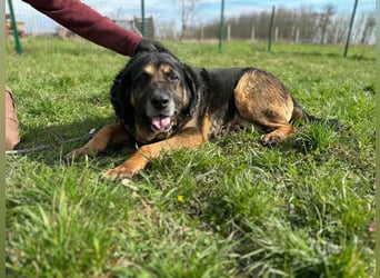 Milka, geboren 01.08.2017, 65cm sucht sicheres Körbchen