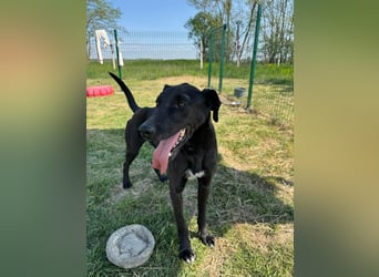 Joey, geb. 08.2020, 68cm, sucht seine aktiven Menschen