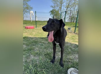 Joey, geb. 02.08.2020, 68 cm, wünscht sich ein aktives Hundeleben