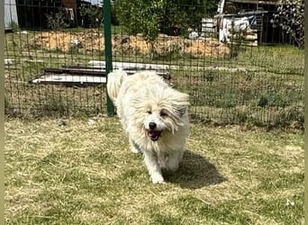 Zelda, geb. 06.2022, 62cm sucht ihre Menschen