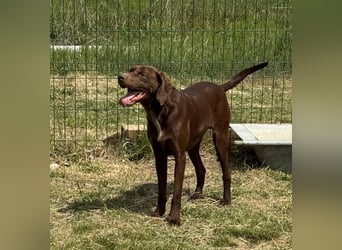 Csoki, geboren 01.08.2022, 61cm sucht sein Körbchen