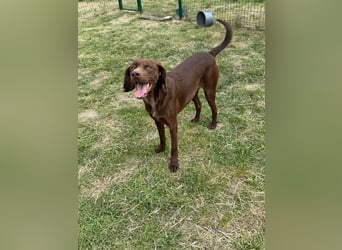 Csoki, geboren 01.08.2022, 61cm sucht sein Körbchen