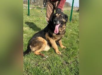 Milka, geboren 01.08.2017, 65cm sucht sicheres Körbchen