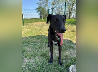 Joey, geb. 08.2020, 68cm, sucht seine aktiven Menschen