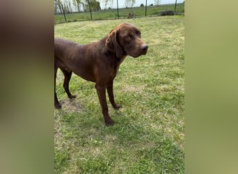 Csoki, geboren 01.08.2022, 61cm sucht sein Körbchen