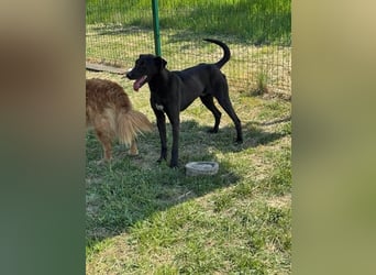 Joey, geb. 02.08.2020, 68 cm, wünscht sich ein aktives Hundeleben