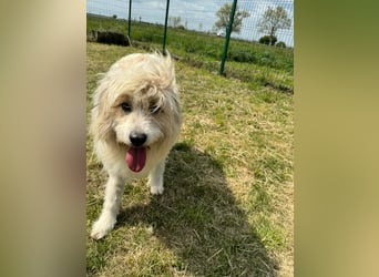 Zelda, geb. 06.2022, 62cm sucht ihre Menschen