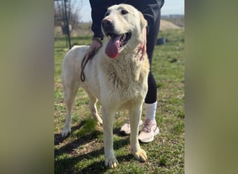 Runa, geb. 02.2023, sucht ein erfahrenes zu Hause