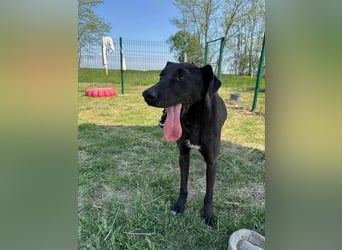 Joey, geb. 02.08.2020, 68 cm, wünscht sich ein aktives Hundeleben