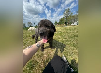 Bruce, geboren 01.01.2019, 59cm sucht seine Menschen