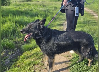 Onix, geb. 02.2019, 67cm, sucht endlich sein für immer Körbchen