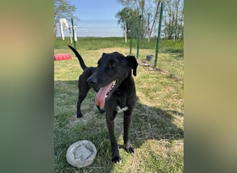 Joey, geb. 02.08.2020, 68 cm, wünscht sich ein aktives Hundeleben