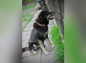 Kimi, geb. 01.2025, 64cm sucht seine Chance
