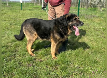 Milka, geboren 01.08.2017, 65cm sucht sicheres Körbchen