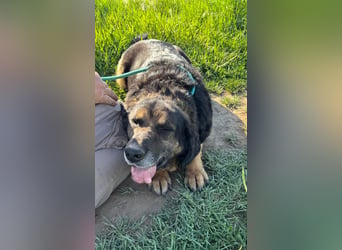 Milka, geb. 08.2017 sucht sein Glück