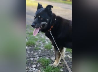 Kimi, geb. 01.01.2025, 64 cm, wünscht sich ein aktives Zuhause