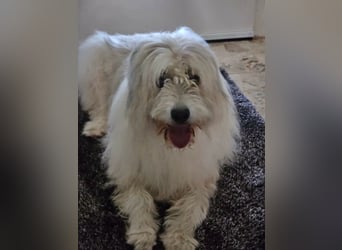 Zelda, geb. 06.2022, 62cm sucht ihre Menschen