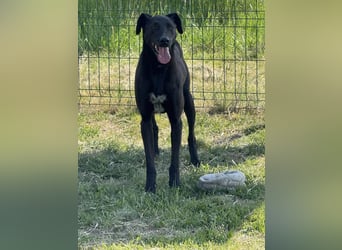 Joey, geb. 02.08.2020, 68 cm, wünscht sich ein aktives Hundeleben