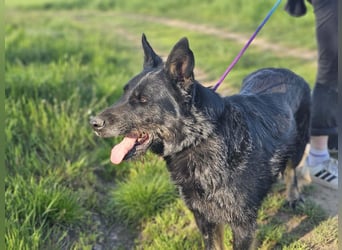 Onix, geb. 02.2019, 67cm, sucht endlich sein für immer Körbchen