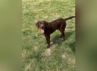 Csoki, geboren 01.08.2022, 61cm sucht sein Körbchen