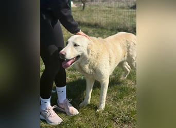Runa, geb. 02.2023, sucht ein erfahrenes zu Hause