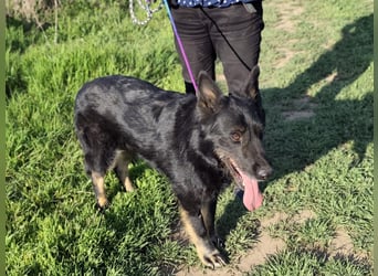 Onix, geb. 02.2019, 67cm, sucht endlich sein für immer Körbchen
