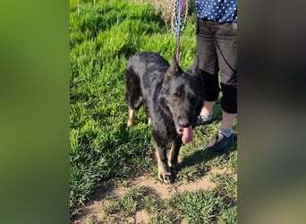 Onix, geb. 02/2019, 67 cm, sucht sein Glück