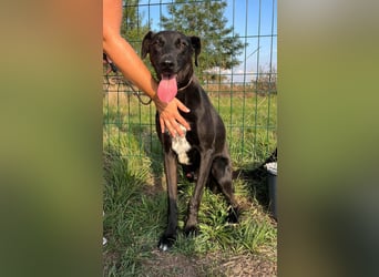 Joey, geboren 02.08.2020, 68cm sucht sein Körbchen