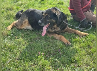 Milka, geboren 01.08.2017, 65cm sucht sicheres Körbchen