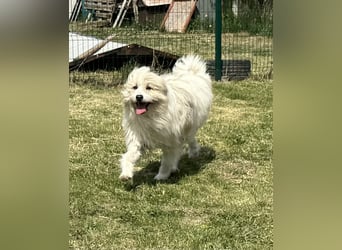 Zelda, geb. 06.2022, 62cm sucht ihre Menschen