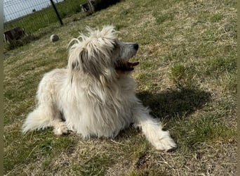 Zelda, geb. 06.2022, 62cm sucht ihre Menschen