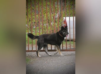 Kimi, geb. 01.01.2025, 64 cm, wünscht sich ein aktives Zuhause