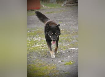 Kimi, geb. 01.01.2025, 64 cm, wünscht sich ein aktives Zuhause