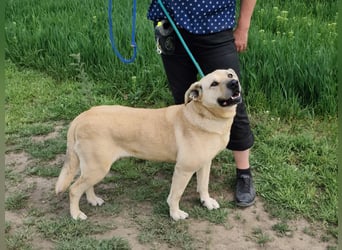 Gerda, geb. 07.2021, 67cm liebt das Wasser