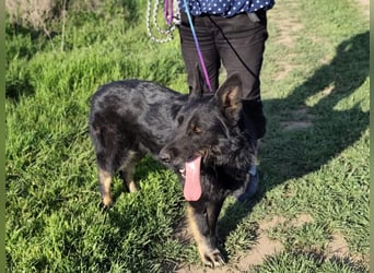 Onix, geb. 02.2019, 67cm, sucht endlich sein für immer Körbchen