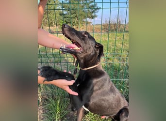 Joey, geboren 02.08.2020, 68cm sucht sein Körbchen